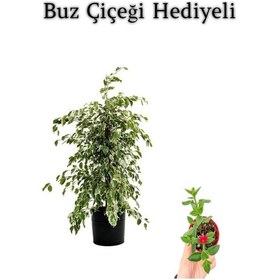 Resim Beyaz Alacalı Benjamin Bitkisi Sevgililer Gününe Özel Buz Çiçeği 