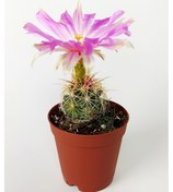 Resim Thelocactus Bicolor Özel Tür Kaktüs 5.5 Cm Saksıda 