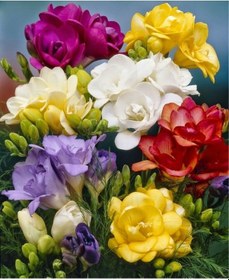 Resim Katmerli Frezya Çiçeği Soğanı - 20 Adet 