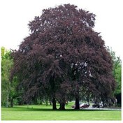 Resim Soğuaklara Dayanıklı Kırmızı Yapraklı Kayın Ağacı Fidanı 