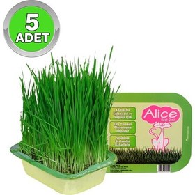 Resim Alice Sindirim Rahatlatıcı Kedi Çimi 5'li 