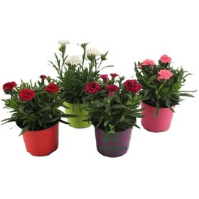 Resim Farklı Renklerde Rengarenk Karanfil Çiçeği 4 Adet Saksılı Avantajlı Ürün 15-25cm 