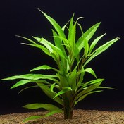 Resim Hygrophila salicifolia Akvaryum Bitkisi Akvaryum Bitkileri 5 Dal 