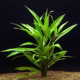 Resim Hygrophila salicifolia Akvaryum Bitkisi Akvaryum Bitkileri 5 Dal 