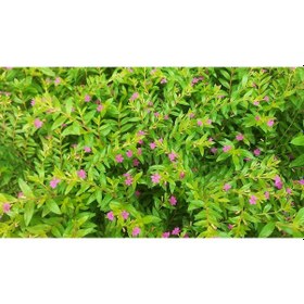 Resim KUFEYA CENNET ÇİÇEĞİ 10 ADET 