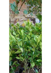 Resim Gardenya Saksıda Kokulu Çiçek Fidanı 50cm 