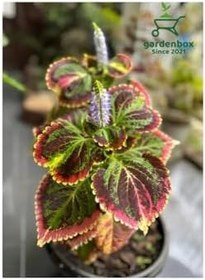 Resim Kolyos Yaprak Güzeli Çiçeği 1 Adet 10-20Cm Saksılı, GDB140624NA17 