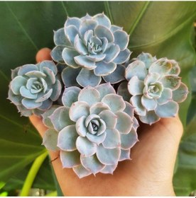 Resim Echeveria Morning Beauty - 20 Adet Sukulent 