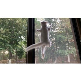 Resim Erikmann Kedi Sinekliği En 75 Cm X Boy - 140 Cm Pet Güvenlik Ağı 