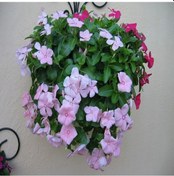 Resim Vinca Rosea Soft Pink Rozet Çiçeği Tohumu 20 Tohum 