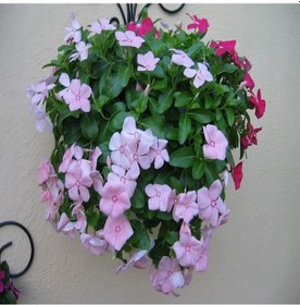 Resim Vinca Rosea Soft Pink Rozet Çiçeği Tohumu 20 Tohum 