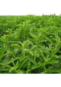 Resim Stevia Şeker Otu Fidesi (5 Adet) 