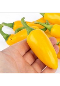 Resim Yellow Jalapeno Çok Acı Biber Tohumu 15 Tohum 