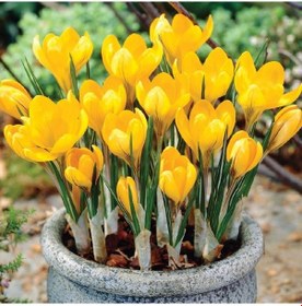 Resim Büyüleyici Dorothy Yellow Sarı Çiğdem Soğanı 5 Adet 