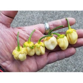 Resim 20 Adet White Biber Tohumu 