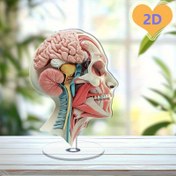Resim 2D Düz, Dönebilen Akrilik İnsan Beyin Anatomisi Modeli - Renkli Nöron Yolları ve Kaslar - Tıbbi Ofisler, Sağlık Bilinci Aylığı, Sınıf Odaları, Toplantı Odaları, İç/Dış Dekor, Eğitici Süs - Aile ve Arkadaşlar İçin İdeal Hediye, 2D Düz 