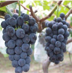 Resim Tüplü Şaraplık Alicantepe Bousche Üzüm Fidanı 