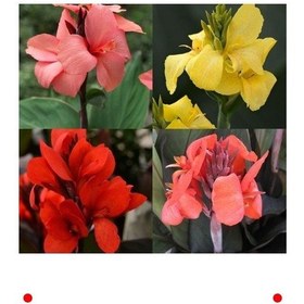 Resim Karışık Renk Tesbih Çiçeği Canna Tohumu 5 Adet 