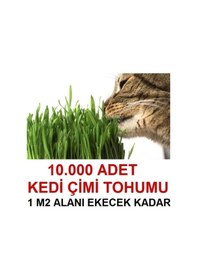 Resim Kedi Çimi Tohumu Ortalama 10.000 Adet 