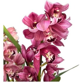 Resim Cymbidium 'Pink' (Simbidyum Orkide) Ø12 CM 45-50 CM 