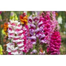 Resim Aslanağzı Çiçeği 100 Adet Karışık Renkler 