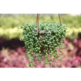 Resim Tesbih Çiçeği Askılı Saksıda 2 Adet 