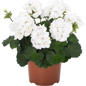 Resim Sardunya Çiçeği Beyaz Renk 3 Adet 