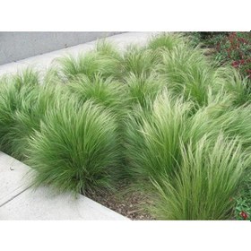Resim Stipa - At Kuyruğu Çimi 10'lu Set - Otsu Yer Örtücü Bitki 