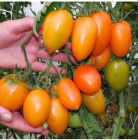 Resim 20 Adet Orange Banana Domates Tohumu 