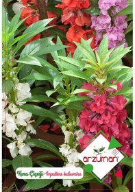 Resim Arzuman Renkli Kına Çiçeği Impatiens Balsamina Tohumu 30 Adet 