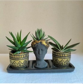Resim Haworthia & Gasteria 3'lü Sukulent Seti | Helen Siyah & Gold Seri 