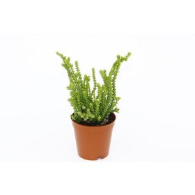 Resim Crassula Muscosa - 50 Adet Sukulent - Teraryum Bitkisi 