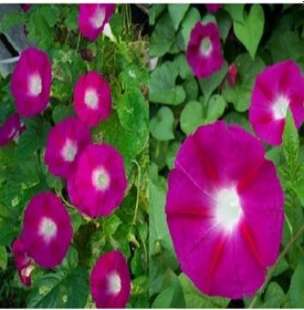 Resim Crimson Rambler Gündüz Sefası Çiçeği Tohumu 10 Tohum 