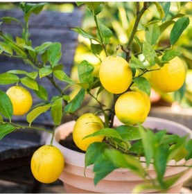 Resim Tüplü Aşılı Bol Sulu Yüksek Verimli Mayer Limon Fidanı 