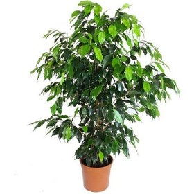 Resim Benjamin Ficus Daniella Bitkisi 90-100 Cm 