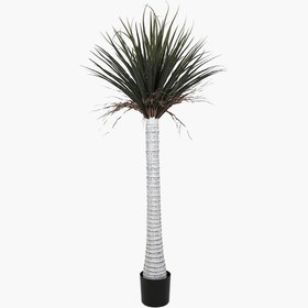 Resim Saksılı Silk Orchid Ağacı 170cm 