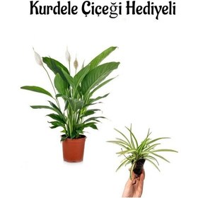 Resim Zarif Beyaz Renk Barış Çiçeği Sevgililer Gününe Özel Kurdele Çiçeği 