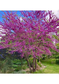 Resim Erguvan Fidanı 3 Adet - Cercis Siliquastrum 