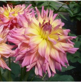Resim Büyük Çiçekli Go Go Pink Yellow Yıldız Dahlia Çiçeği Soğanı Yumrusu 1 Adet 