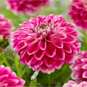 Resim Büyük Çiçekli Go Go Pink Yıldız Dahlia Çiçeği Soğanı Yumrusu 1 Adet 