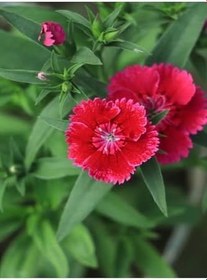 Resim Hüsnüyusuf Çiçeği Fidanı (Sweet William) Kırmızı Mini Saksılı 1 Adet 