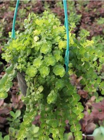 Resim Makrome Saksılı Altın Kolye Çiçeği 1 Adet 30-40cm Lysimachia Nummularia 