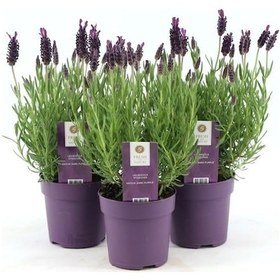 Resim Lavanta - Lavandula Angustifolia 15 cm 10 Adet 