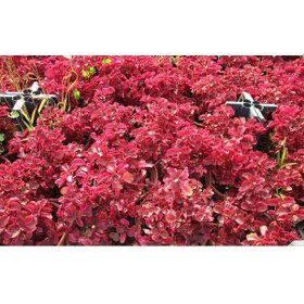 Resim Çingene Şalvarı 3 Adet - Pembe Süs Bitkisi - İresine Herbstii 