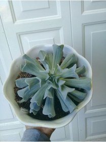 Resim Nura Botanik Videolu Sukulent Echeveria Runyonii Topsy Turvy Bitkisi 1 Adet Saksılı 5-10cm Salon Bitkisi 