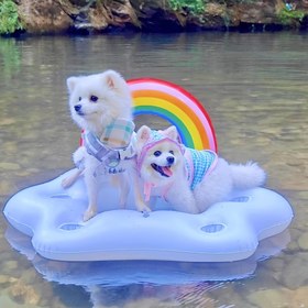 Resim Küçük Köpekler ve Kediler İçin Şişme Oyuncak - Dayanıklı Plastik, Elektrikli Olmayan, Suya Yüzer, Yüzme ve Sörf İçin İdeal, Küçük Evcil Hayvanlar İçin Şişme Oyuncaklar|Oyuncağı Tasarım|Dayanıklı Plastik, Küçük Evcil Hayvan Oyuncak, Pil Olmadan 