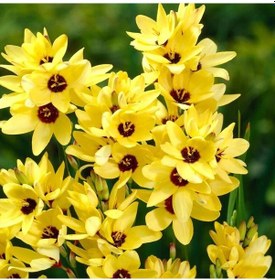 Resim Kuraklığa Ve Dona Dayanıklı Mısır Zambağı Gelin Soğanı Çiçeği Yellow Emperor Ixia Çiçeği Soğanı 10 Adet 1 Adet 