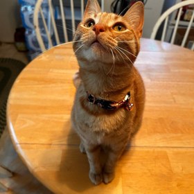 Resim Cat Collar Velvet Cat Collar with Bell 015263 - Fuchsia Bow Tie / L 