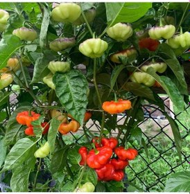Resim 20 Adet Aji Cachucha Biber Tohumu 