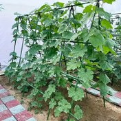 Resim 27 adet Bahçe Bahçe Tırmanma Çubuğu Üz Tırmanma Çerçevesi Fasulye Salatalık Destek Çubuğu Bahçe Braketi Plastik Kaplı Çelik Boru Tırmanma Çerçevesi İçerir 3 A Çatal, 6 Bağlantı Borusu, 6 Evrensel Toka 